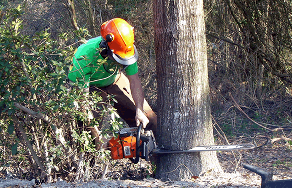 tree removal